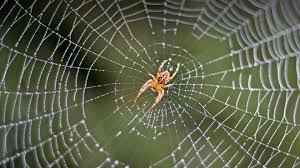 Image result for spider at zoo