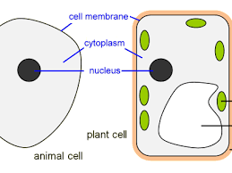 These structures are discussed in more detail in the following pages. Four Lessons Covering Microscopes Cells Specialised Cells And Diffusion Year 7 Teaching Resources