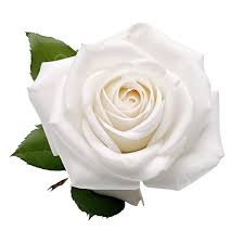 rose white flower png transpa
