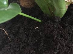 white worms caterpillars in houseplant soil