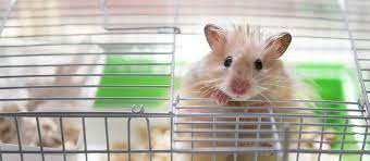 the best hamster bedding review in