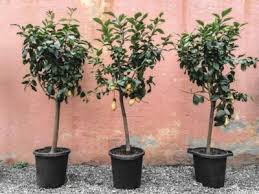 Small Fruit Trees That Are Perfect For