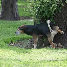 why do dogs kick up your lawn after