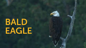 bald eagle american bird conservancy