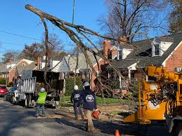 Fairfax county, arlington county, city of alexandria, city of falls church, montgomery county. Residential Tree Removal Project Gallery Near Van Winkle Dr Falls Church Virginia