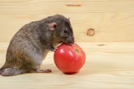 can rats eat tomatoes cherry g