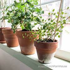 amazing benefits of terra cotta pots