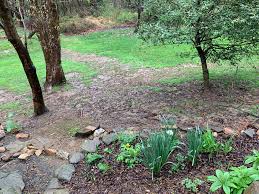 Are you tired of the high cost of mowing and maintaining your lawn? Needing A Ground Cover To Replace Grass On A Hill Part Shade Ask An Expert