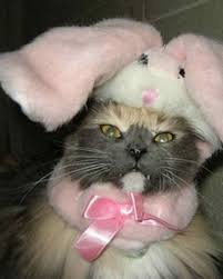 Image result for easter cats