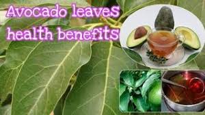 20 health benefits of avocado leaves