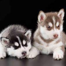 information on siberian husky puppies