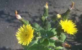 sow thistle the perfect edible weed