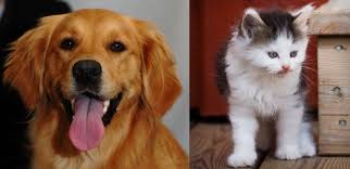 opinion dogs vs cats which is better