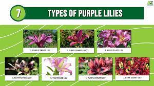 7 types of purple lilies a z s