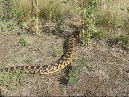 In the history of gaming this is the most influential game in the video game universe you're a google snake and you're crawling around endlessly trying to eat the food while staying away. Arizona Wildlife Gopher Snake Youtube