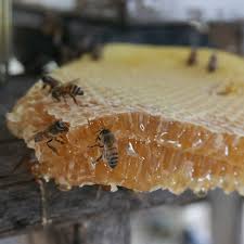 health benefits of honey maasai honey