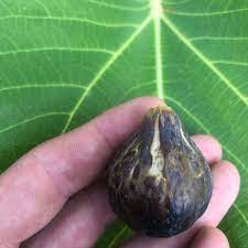 black madeira fig tree now available