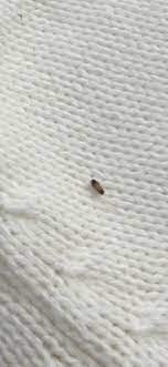 aibu to be worried about carpet beetles