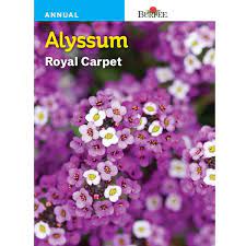 bur alyssum royal carpet 43471 the