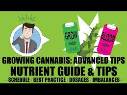 Marijuana Nutrient Guide Schedule Explained Growing