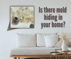 how to get rid of mold news and