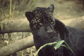 Panthers are a much larger cat than a bobcat, up to 160 pounds, with a tail much longer than a bobcat's. Black Panthers Cats Of Mistaken Identity Emammal