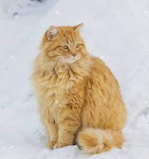 Find over 100+ of the best free orange cat images. Orange Cat In The Snow Stock Photo Picture And Royalty Free Image Image 17954892