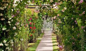 alan titchmarsh s tips on growing roses