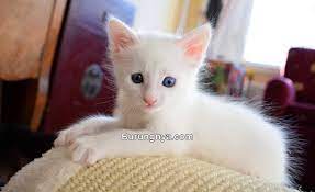 Berikut ini admin akan bagikan informasi mengenai harga kucing anggora kecil terbaru dan. Harga Kucing Anggora 2020 Mulai Rp 200 Ribu Sampai Rp 12 Juta Burungnya Com