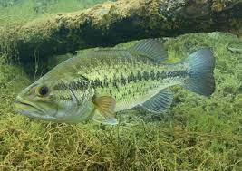 Colloquial names include black bass. Largemouth Bass Wild Kratts Wiki Fandom