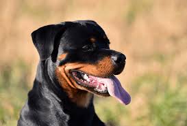 rottweiler growth chart when are