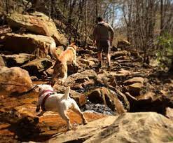 dog friendly hiking trails in and