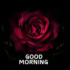 good morning rose images wallpaper