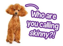 is your poodle skinny poodle weight