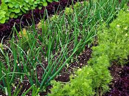 How To Plant A Kitchen Garden Growing