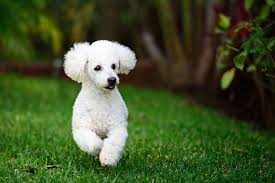 poodles as pets cost life expectancy