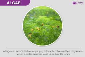 Algae Definition Characteristics Types And Examples