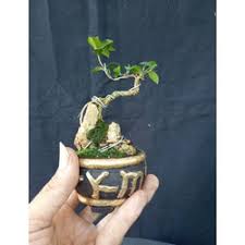 jual bonsai on the rock terbaik harga