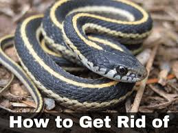 Endemic to north and central america, species in the genus thamnophis can be found from the subarctic plains of canada to costa rica. How To Get Rid Of Garter Snakes Without Killing Them 7 Tried And True Ways Dengarden Home And Garden