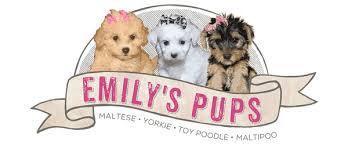 emilys pups maltese toy poodle