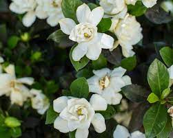 During the spring and summer when the plant is in full growth mode, fertilize your gardenia every two weeks. How To Grow And Care For Gardenia Plants Hgtv