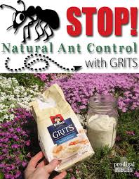 natural ant control with grits
