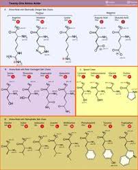 29 Best Amino Acids Images Amino Acids Biochemistry