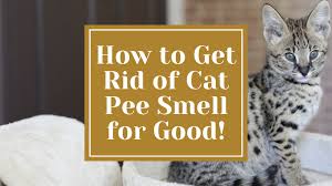 how to get rid of cat smell for
