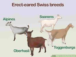 How To Identify Goat Breeds 10 Steps With Pictures Wikihow