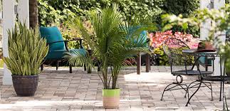 A Palm Tree On The Terrace Botanix
