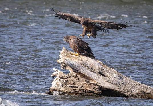 Juvenile bald eagles in Monteregie, Quebec