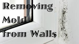 Selecting the right paint and adhering to some basic application tips can help avoid a disaster and make bathroom ceiling paint jobs easier. How To Clean Mold On Painted Walls And Ceiling Thriftyfun