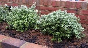 Andrew mcindoe tells shootgardening.co.uk about good, reliable shrubs. 5 Essential Small Evergreen Plants Janet Bligh