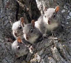 Living with wildlife: Tree squirrels | Washington Department of Fish &  Wildlife